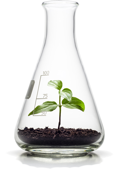 Plant in a bottle